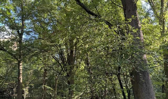 Prodej lesa 14 963 m², Chorušice, okres Mělník