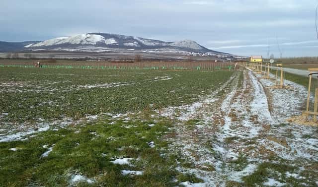 Prodej pozemku 29 901 m², Milovice, okres Břeclav