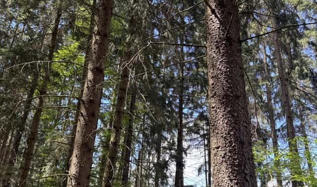 Prodej lesa 1 401 m², Nýřany, okres Plzeň-sever