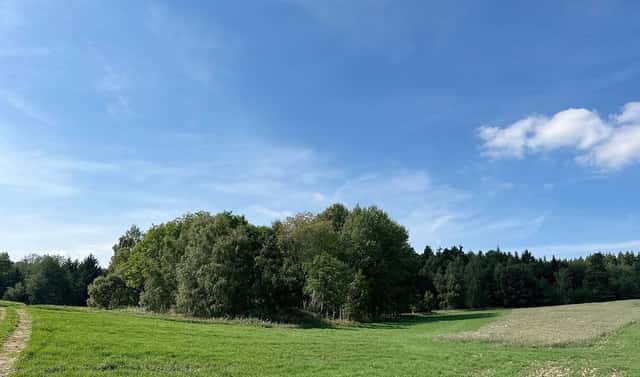 Prodej lesa 12 651 m², Dlouhý Újezd, okres Tachov
