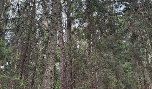 Prodej lesa 5 088 m², Křenovice – Nýřany, okres Písek