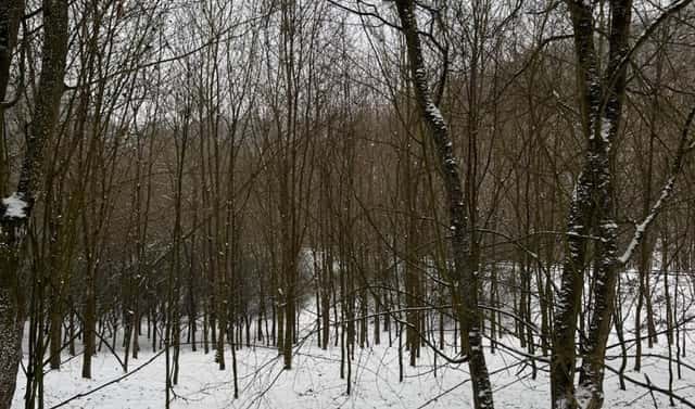 Prodej lesa 20 326 m², Chotiměř, okres Litoměřice