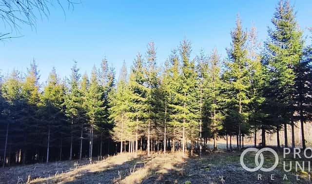 Prodej lesa 3 762 m², Lhota u Vsetína, okres Vsetín