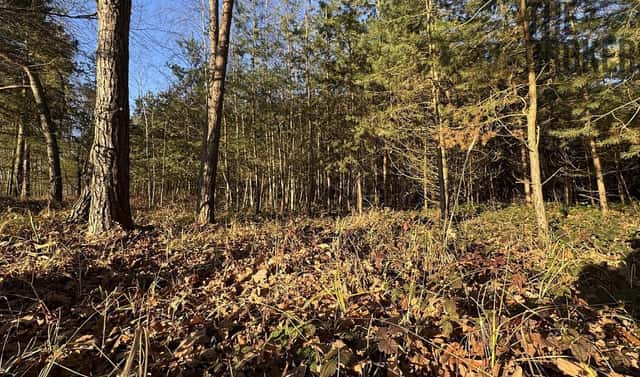 Prodej lesa 8 225 m², Pardubice