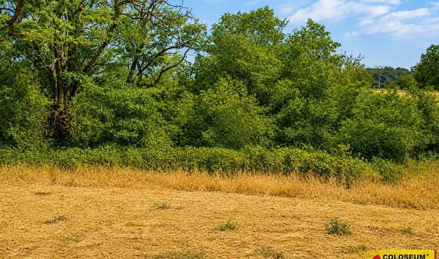 Prodej pole 8 295 m², Dyje, okres Znojmo