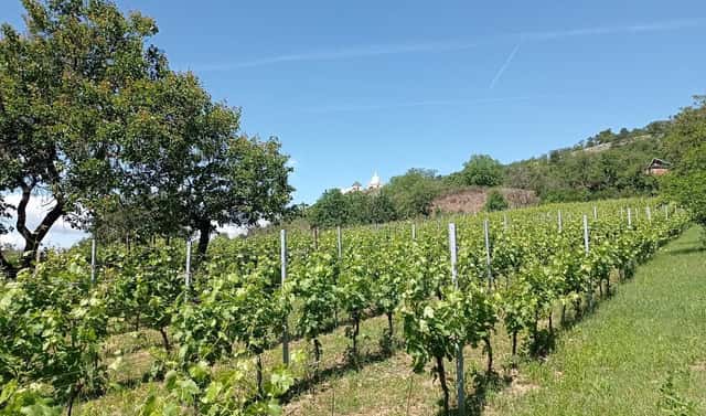 Prodej komerčního pozemku 3 460 m², Zlámalova, Mikulov, okres Břeclav