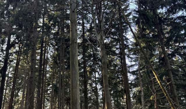 Prodej lesa 14 111 m², Proseč pod Ještědem – Milonice, okres Liberec