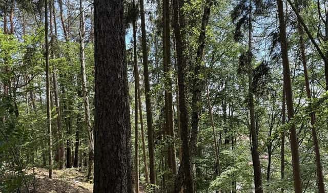 Prodej lesa 7 765 m², Úpice – Druztová, okres Trutnov