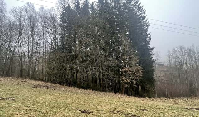 Prodej lesa 33 054 m², Košťálov, okres Semily