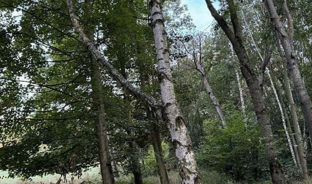 Prodej pozemku 3 584 m², Blíževedly – Bílov, okres Česká Lípa