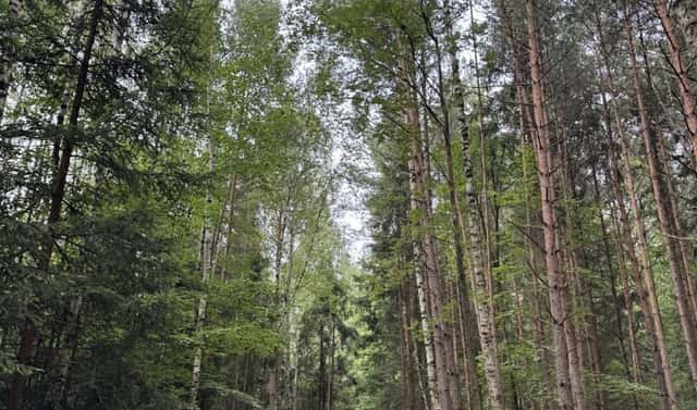 Prodej lesa 11 311 m², Velešovice, okres Vyškov