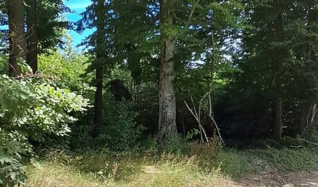 Prodej lesa 5 194 m², Hlavňovice, okres Klatovy