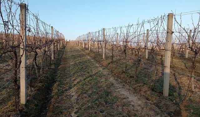 Prodej pozemku 10 093 m², Novosedly, okres Břeclav
