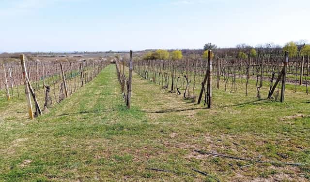 Prodej pozemku 2 818 m², Valtice, okres Břeclav