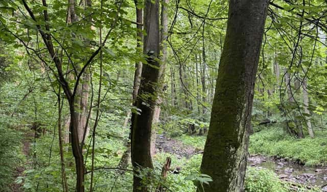 Prodej lesa 1 370 m², Borek, okres Havlíčkův Brod