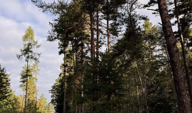 Prodej lesa 7 181 m², Ločenice – Velešovice, okres České Budějovice