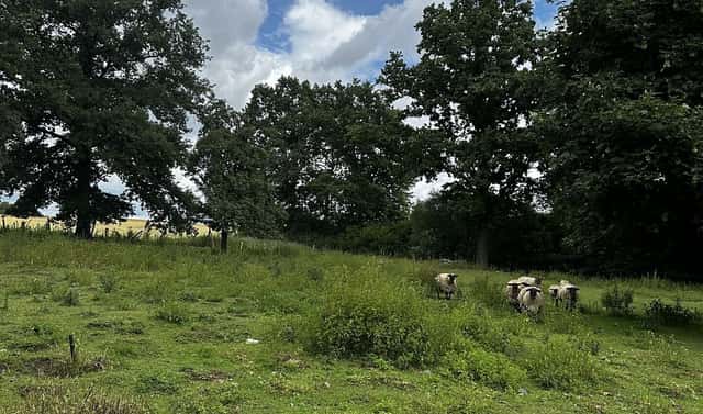 Prodej stavebního pozemku 4 058 m², Čížkov – Čečovice, okres Plzeň-jih