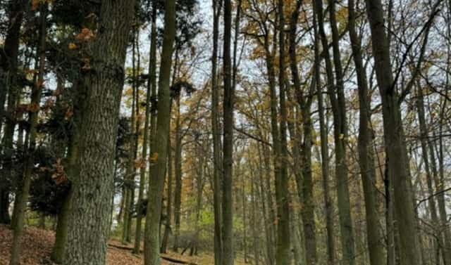 Prodej lesa 7 998 m², Dolní Lukavice – Nýřany, okres Plzeň-jih