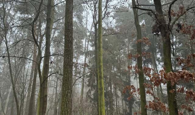 Prodej lesa 5 759 m², Hradiště – Nýřany, okres Domažlice