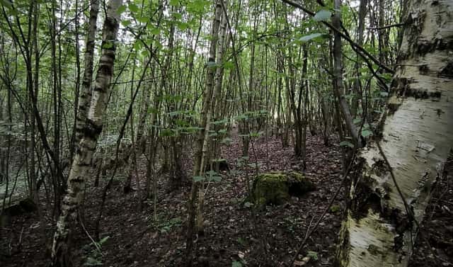 Prodej lesa 31 882 m², Horní Studénky – Drnovice, okres Šumperk