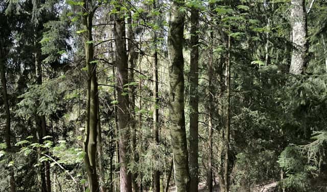 Prodej lesa 12 043 m², Dobřany, okres Rychnov nad Kněžnou