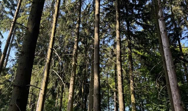 Prodej lesa 5 585 m², Liberk – Dolní Bělá, okres Rychnov nad Kněžnou