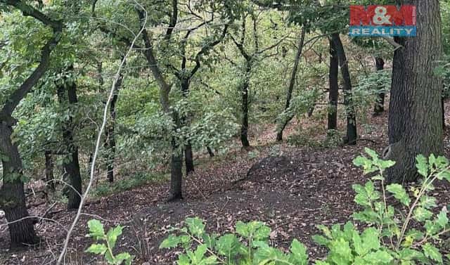 Prodej lesa 7 458 m², Bílina, okres Teplice