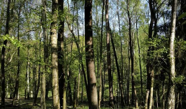 Prodej lesa 5 226 m², Nebužely – Mikulášovice, okres Mělník
