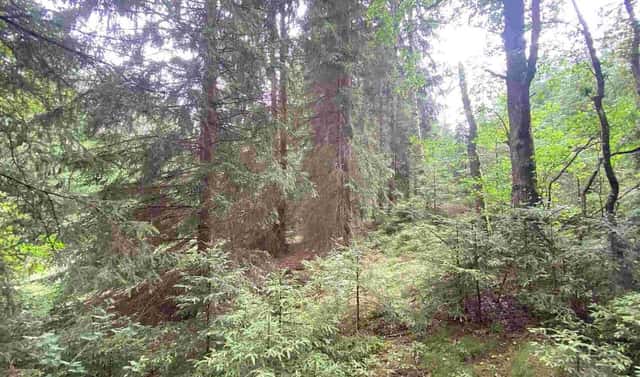 Prodej pole 1 440 m², Krásná, okres Cheb
