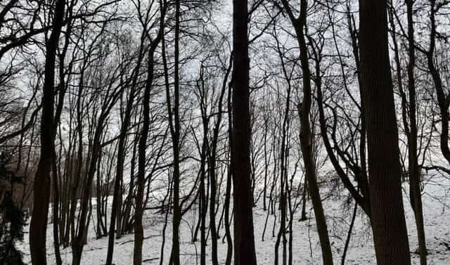Prodej lesa 1 783 m², Ježkovice – Šluknov, okres Vyškov