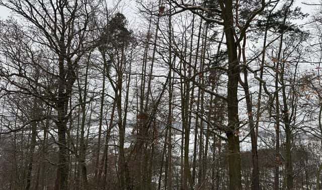 Prodej lesa 4 749 m², Hrabišín – Drnovice, okres Šumperk