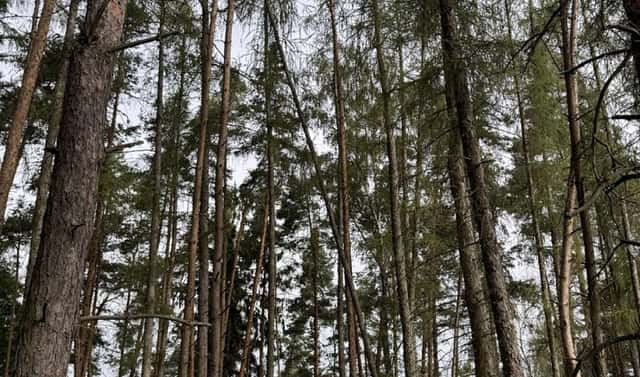 Prodej lesa 11 916 m², Kladruby – Hřešihlavy, okres Rokycany