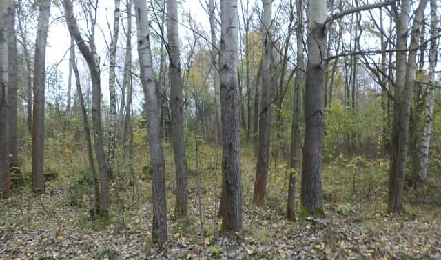 Prodej stavebního pozemku 2 391 m², Rozvadov, okres Tachov