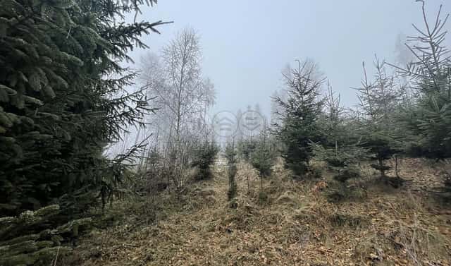 Prodej lesa 20 974 m², Stará Paka, okres Jičín