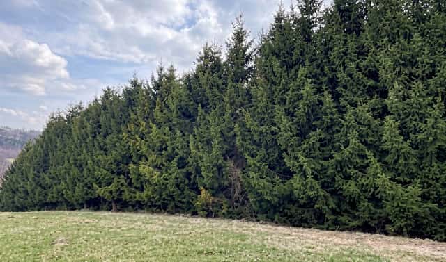 Prodej lesa 51 563 m², Horní Heřmanice, okres Ústí nad Orlicí