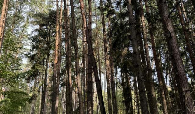 Prodej lesa 20 955 m², Dolany – Nýřany, okres Plzeň-sever