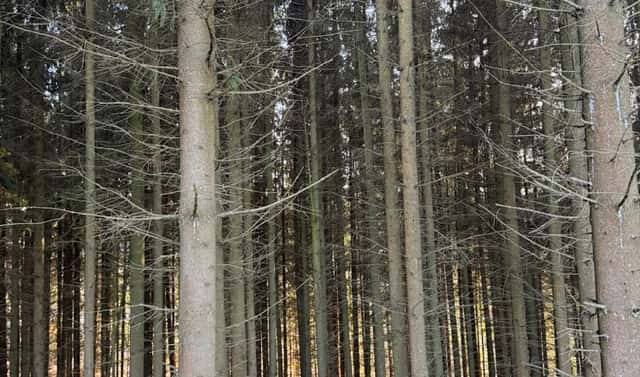 Prodej lesa 4 610 m², Stará Paka – Císařský, okres Jičín