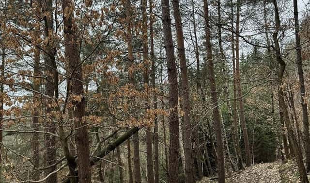Prodej lesa 3 582 m², Líšný – Potok, okres Jablonec nad Nisou