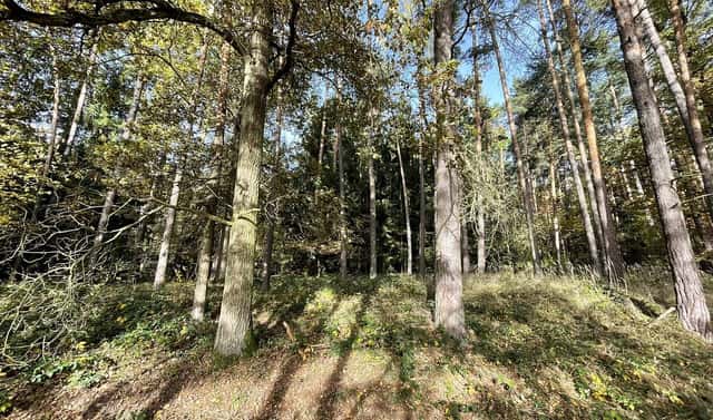 Prodej lesa 21 899 m², Lipí – Kaliště u Lipí, okres České Budějovice
