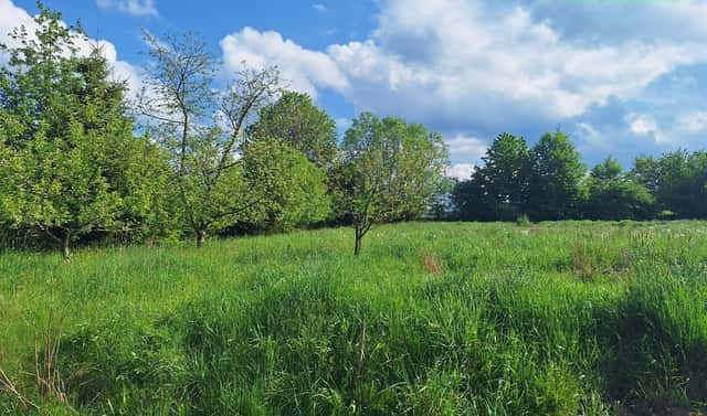 Prodej stavebního pozemku 2 975 m², Dražovice, okres Klatovy