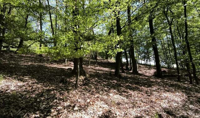 Prodej lesa 1 410 m², Lesnice – Drnovice, okres Šumperk