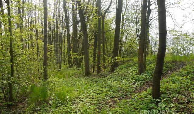 Prodej lesa 14 492 m², Morávka, okres Frýdek-Místek