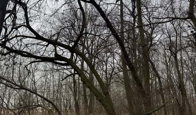 Prodej lesa 2 272 m², Uherský Ostroh – Varnsdorf, okres Uherské Hradiště