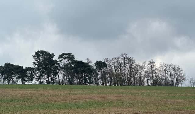 Prodej lesa 1 690 m², Břežany I – Rumburk 2-Horní Jindřichov, okres Kolín