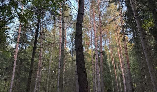Prodej lesa 1 538 m², Velká Polom – Marefy, okres Ostrava-město