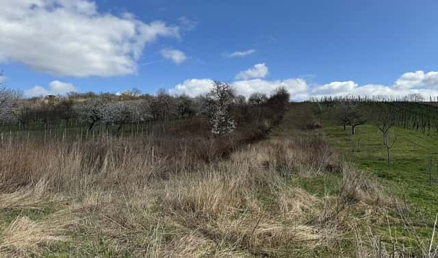 Prodej pozemku 1 540 m², Mutěnice, okres Hodonín
