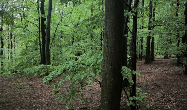 Prodej lesa 23 360 m², Bernartice, okres Jeseník