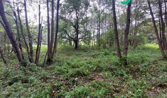 Prodej stavebního pozemku 626 m², Červená Voda, okres Ústí nad Orlicí
