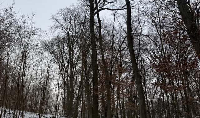 Prodej lesa 1 075 m², Diváky, okres Břeclav