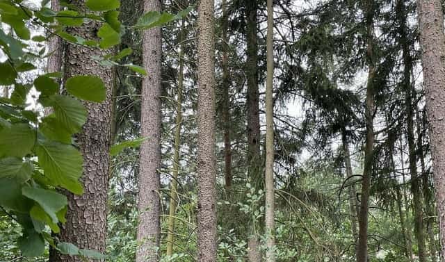 Prodej pozemku 14 508 m², Bohdíkov – Bučovice, okres Šumperk